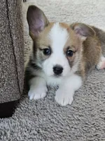 Pancake CKC, a male Cardigan Welsh Corgi and Pembroke Welsh Corgi for sale in Yellville, AR – Photo 2 of 5