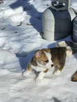 Pancake CKC, a male Cardigan Welsh Corgi and Pembroke Welsh Corgi for sale in Yellville, AR – Photo 5 of 5