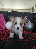 Pancake CKC, a male Cardigan Welsh Corgi and Pembroke Welsh Corgi for sale in Yellville, AR – Photo 3 of 5