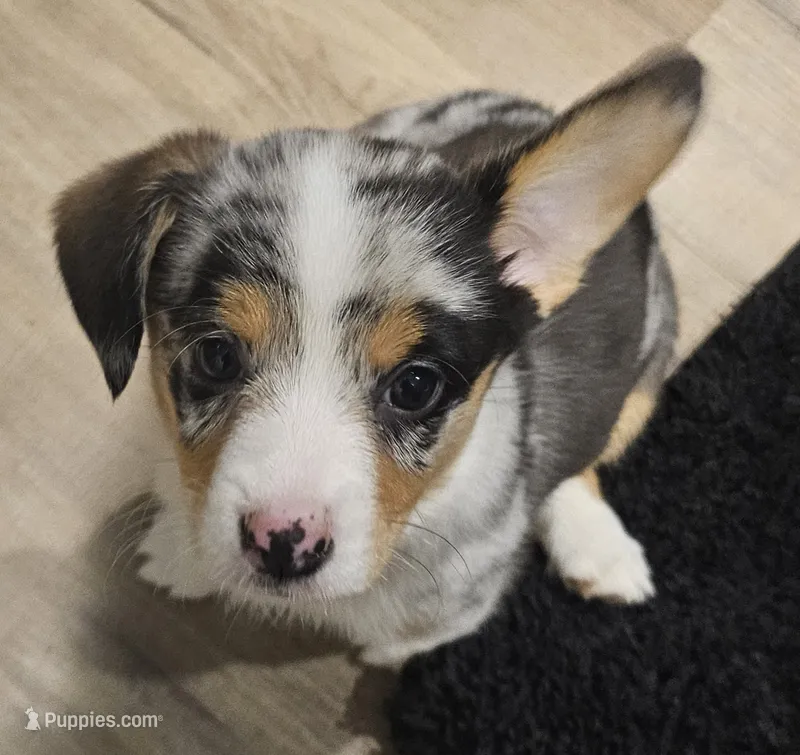 American corgi Bobbie ckc – Cardigan Welsh Corgi, Pembroke Welsh Corgi puppy for sale in Yellville, AR
