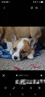 Bandit CKC, a female Cardigan Welsh Corgi and Pembroke Welsh Corgi for sale in Yellville, AR – Photo 2 of 3