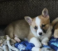 Bandit CKC, a female Cardigan Welsh Corgi and Pembroke Welsh Corgi for sale in Yellville, AR – Photo 1 of 3