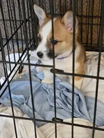 Bandit CKC, a female Cardigan Welsh Corgi and Pembroke Welsh Corgi for sale in Yellville, AR – Photo 3 of 3
