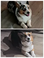 American corgi Oddball ckc, a female Cardigan Welsh Corgi and Pembroke Welsh Corgi for sale in Yellville, AR – 2 of 7