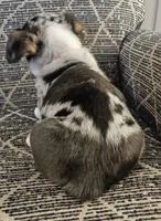 American corgi Bobbie ckc, a female Cardigan Welsh Corgi and Pembroke Welsh Corgi for sale in Yellville, AR – 3 of 7