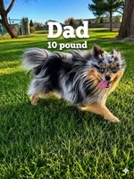 tini pomeranian puppies , a male Pomeranian for sale in Apple Valley, CA – 5 of 10