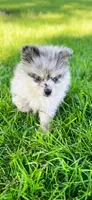 tini pomeranian puppies , a male Pomeranian for sale in Apple Valley, CA – 8 of 10