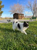 tini pomeranian puppies , a male Pomeranian for sale in Apple Valley, CA – 3 of 10