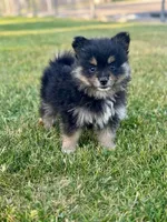tini pomeranian puppies , a male Pomeranian for sale in Apple Valley, CA – 2 of 10