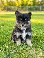 tini pomeranian puppies , a male Pomeranian for sale in Apple Valley, CA – 10 of 10