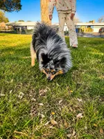 tini pomeranian puppies , a male Pomeranian for sale in Apple Valley, CA – 9 of 10