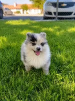 tini pomeranian puppies , a male Pomeranian for sale in Apple Valley, CA – 4 of 10