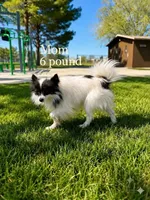 tini pomeranian puppies , a male Pomeranian for sale in Apple Valley, CA – 6 of 10