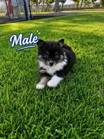 tini pomeranian puppies , a male Pomeranian for sale in Apple Valley, CA – 7 of 10