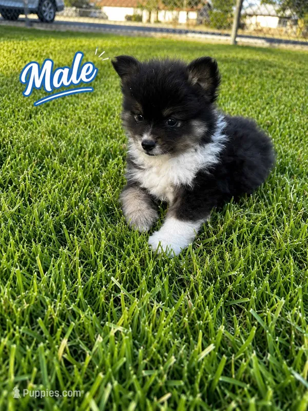 tini pomeranian puppies  – Pomeranian puppy for sale in Apple Valley, CA