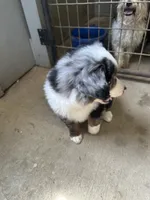 Last furball left , a male Australian Shepherd for sale in Paducah, KY – 2 of 9