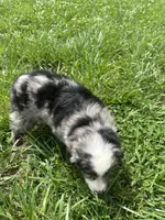 Last furball left , a male Australian Shepherd for sale in Paducah, KY – 6 of 9