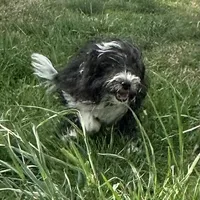 Toy Stetson, a male Aussiedoodle and Toy Australian Shepherd for sale in Paducah, KY – Photo 5 of 10