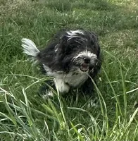 Toy Stetson, a male Aussiedoodle and Toy Australian Shepherd for sale in Paducah, KY – Photo 5 of 10