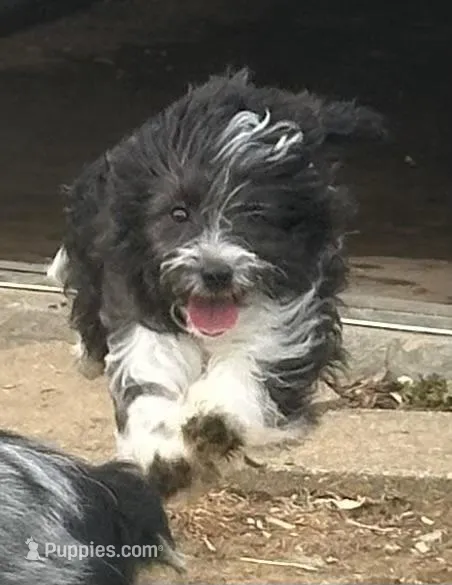 Toy Stetson, a male Aussiedoodle and Toy Australian Shepherd for sale in Paducah, KY – Photo 1 of 10