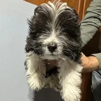 Toy Stetson, a male Aussiedoodle and Toy Australian Shepherd for sale in Paducah, KY – Photo 3 of 10