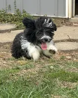 Toy Stetson, a male Aussiedoodle and Toy Australian Shepherd for sale in Paducah, KY – Photo 9 of 10