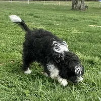 Toy Stetson, a male Aussiedoodle and Toy Australian Shepherd for sale in Paducah, KY – Photo 7 of 10