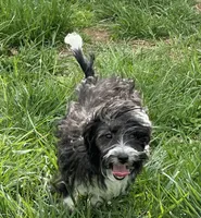 Toy Stetson, a male Aussiedoodle and Toy Australian Shepherd for sale in Paducah, KY – Photo 6 of 10