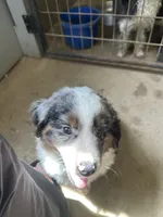 Last furball left , a male Australian Shepherd for sale in Paducah, KY – 8 of 9