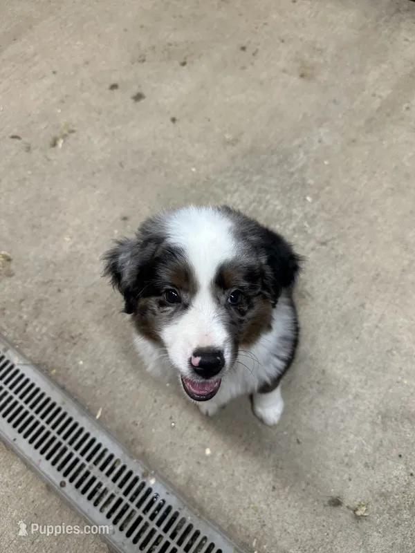 Last furball left  – Miniature American Shepherd puppy for sale in Paducah, KY