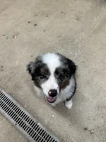 Last furball left , a male Miniature American Shepherd for sale in Paducah, KY – 1 of 8