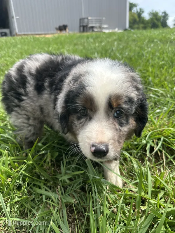 Last furball left  – Australian Shepherd puppy for sale in Paducah, KY