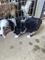 Last furball left , a male Australian Shepherd for sale in Paducah, KY – 9 of 9