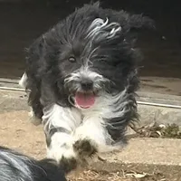 Stetson TOY, a male Aussiedoodle for sale in Paducah, KY – Photo 1 of 10