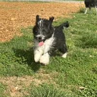 Stetson TOY, a male Aussiedoodle for sale in Paducah, KY – Photo 3 of 10