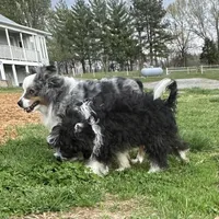 Stetson TOY, a male Aussiedoodle for sale in Paducah, KY – Photo 6 of 10