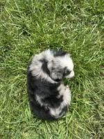 Last furball left , a male Australian Shepherd for sale in Paducah, KY – 4 of 9