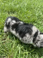 Last furball left , a male Australian Shepherd for sale in Paducah, KY – 5 of 9