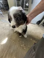 Last furball left , a male Australian Shepherd for sale in Paducah, KY – 7 of 9