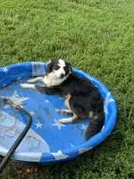 Cody, a male Miniature Australian Shepherd for sale in Paducah, KY – Photo 6 of 9