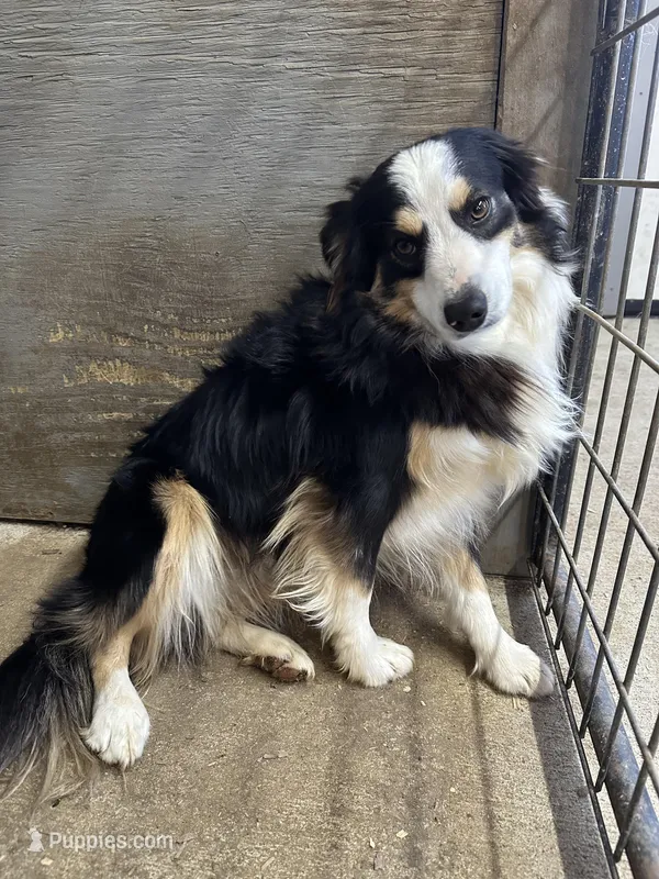 Cody, a male Miniature Australian Shepherd for sale in Paducah, KY – Photo 1 of 9