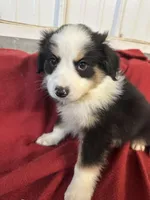 Cody, a male Miniature Australian Shepherd for sale in Paducah, KY – Photo 9 of 9