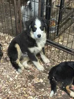 Cody, a male Miniature Australian Shepherd for sale in Paducah, KY – Photo 4 of 9