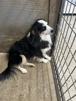 Cody, a male Miniature Australian Shepherd for sale in Paducah, KY – Photo 3 of 9