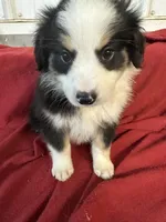 Cody, a male Miniature Australian Shepherd for sale in Paducah, KY – Photo 5 of 9