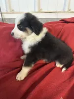 Cody, a male Miniature Australian Shepherd for sale in Paducah, KY – Photo 8 of 9