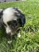 Last furball left , a male Australian Shepherd for sale in Paducah, KY – 3 of 9
