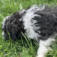 Toy Stetson, a male Aussiedoodle for sale in Paducah, KY – Photo 10 of 10