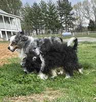 Toy Stetson, a male Aussiedoodle for sale in Paducah, KY – Photo 4 of 10