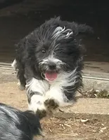 Toy Stetson, a male Aussiedoodle for sale in Paducah, KY – Photo 1 of 10
